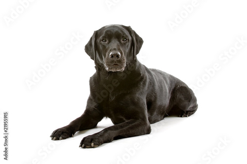 black labrador retriever isolated on a white background © Erik Lam