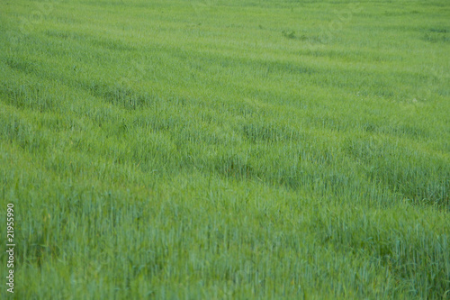 prados verdes primavera costa brava 3
