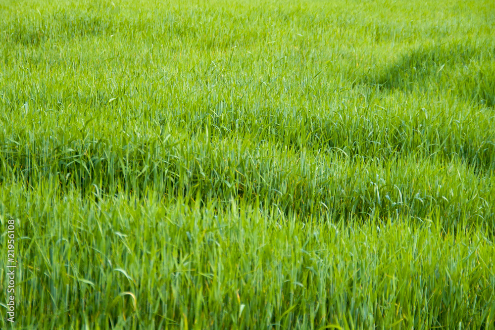 prados verdes primavera costa brava 5