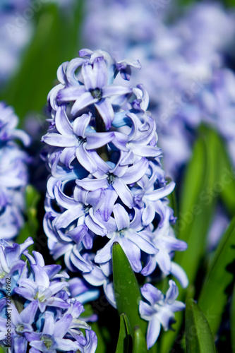 Fototapeta Naklejka Na Ścianę i Meble -  Purple hycainth