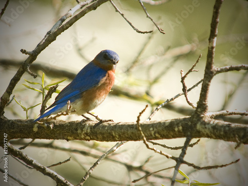 Male Eastern Bluebird in the Spring (Sialia sialis) © Kevin E Beasley