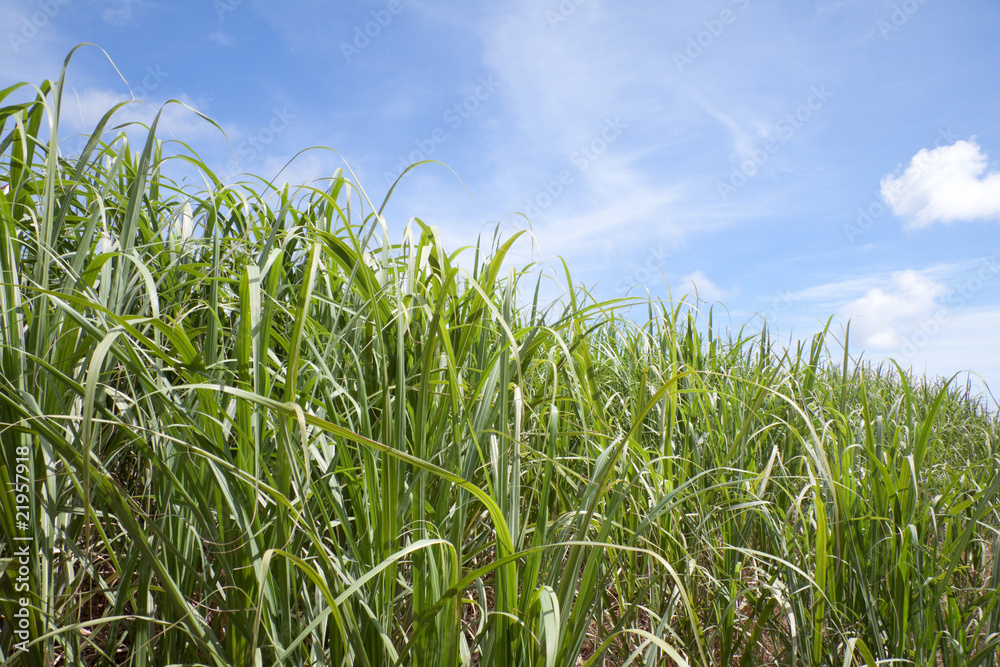 Fototapeta premium sugarcane plants