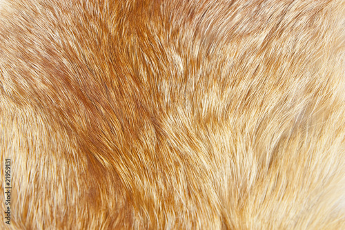 Abstract of fox fur as background