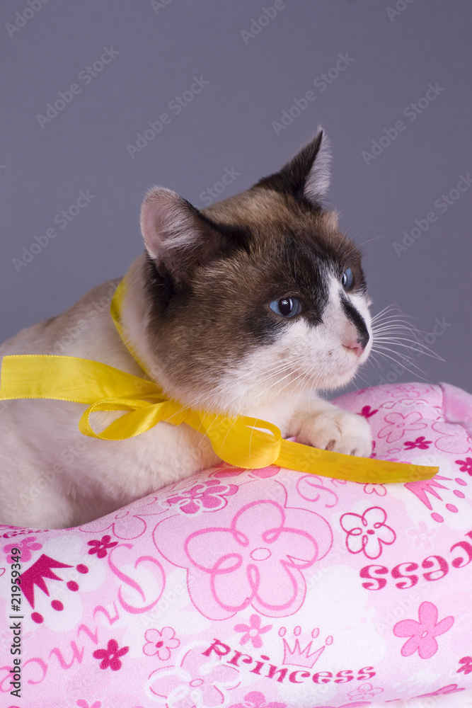 Obraz piękny kot na różowej poduszce