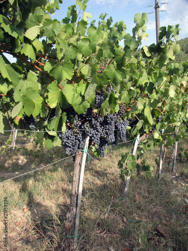 Bunch of ripe grapes photo