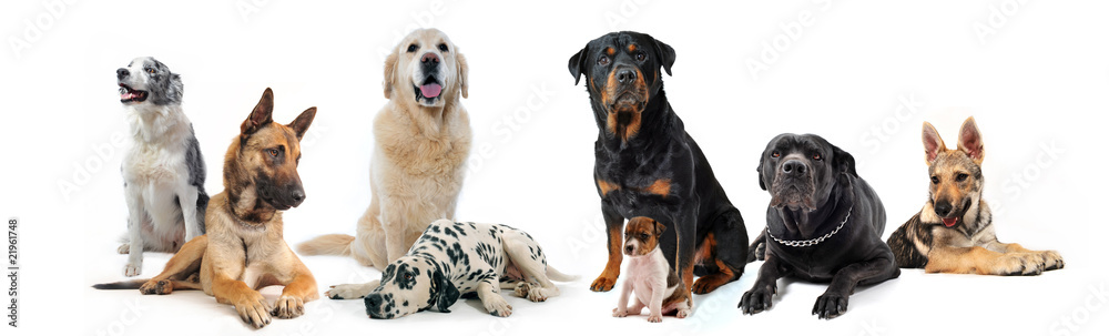 Fototapeta premium groupe de chiens