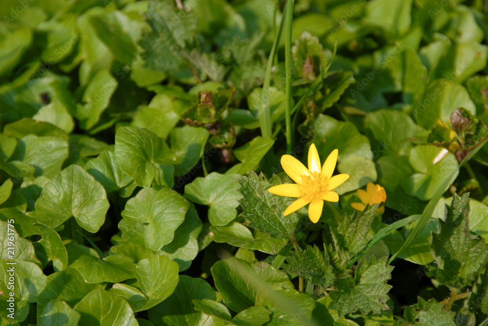 Blühendes Scharbockskraut im Frühling Blühendes Scharbockskraut im Frühling