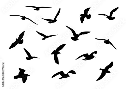 14 seagull silhouette