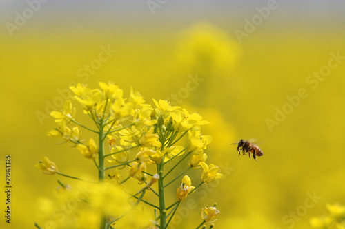 bee and rape flower