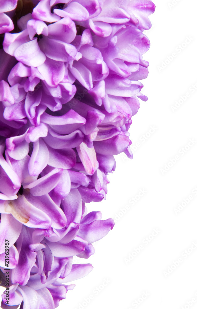 hyacinth hyacinth