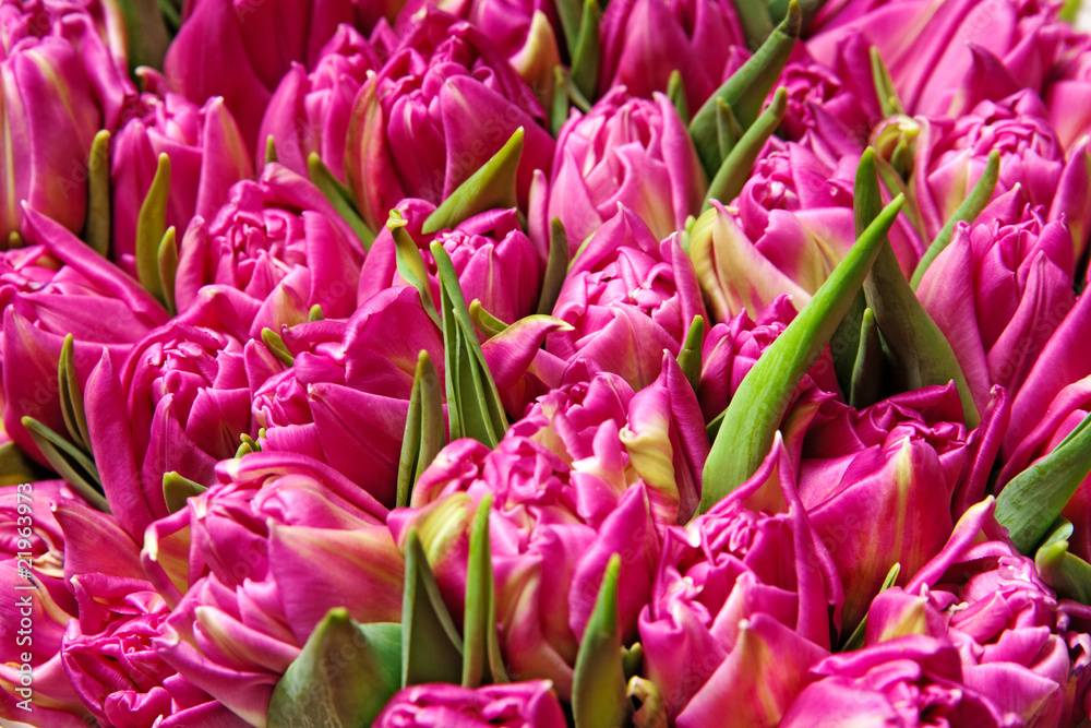 Obraz premium tulips