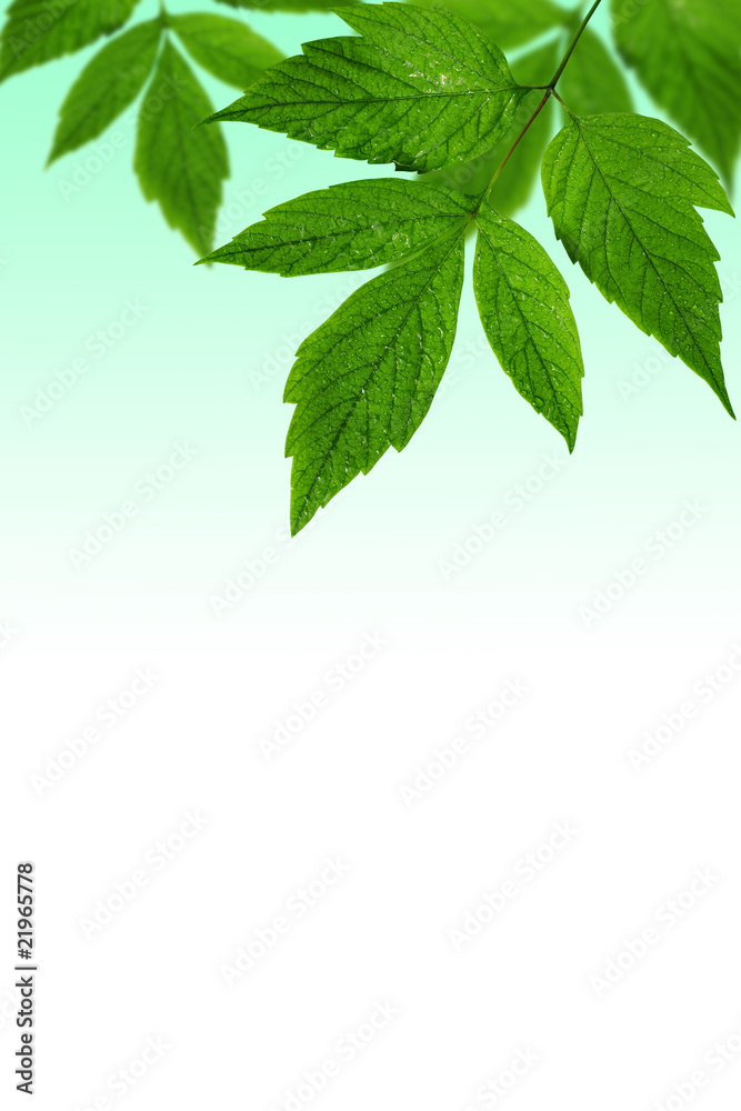 green leaves background with copy-space for text green leaves background with copy-space for text