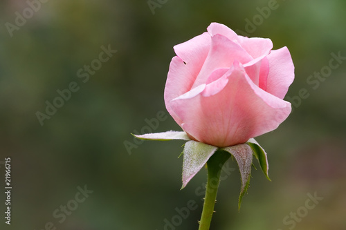 pink rose bud