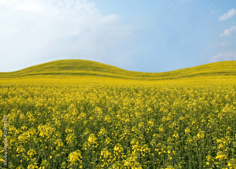 Beautiful field with yellow flowers. Beautiful field with yellow flowers.
