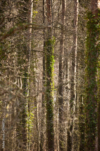 Wald in Deutschland