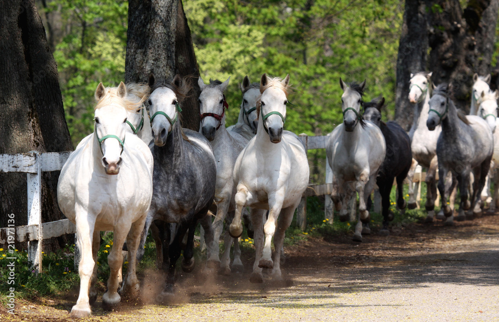 Fototapeta premium Lipizzan horses