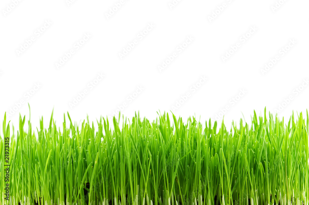 Fototapeta premium grass