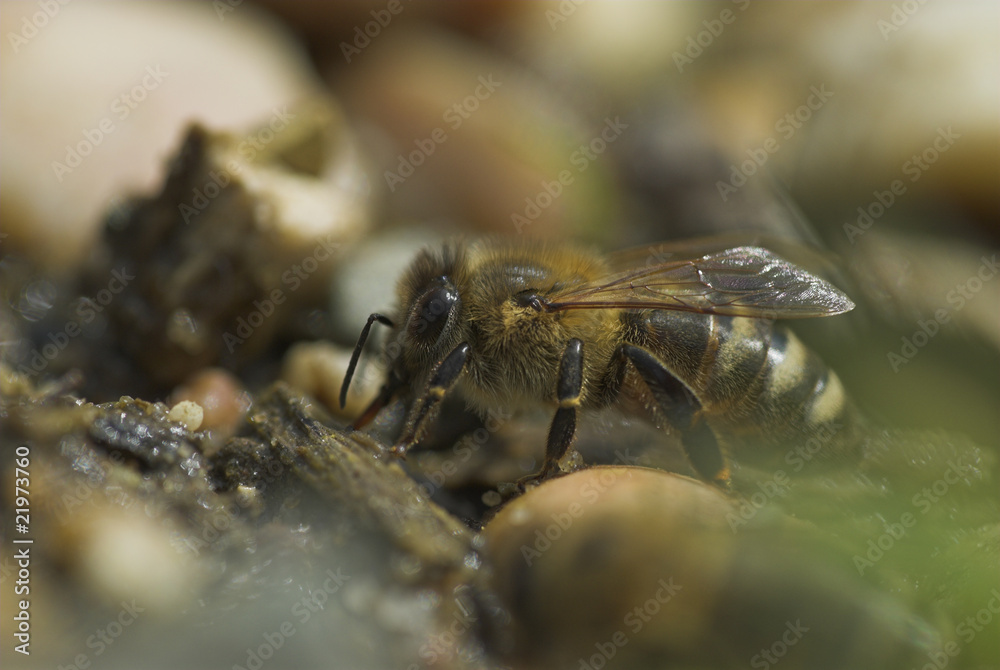 Honigbiene - honey bee (Apis mellifera) Honigbiene - honey bee (Apis mellifera)