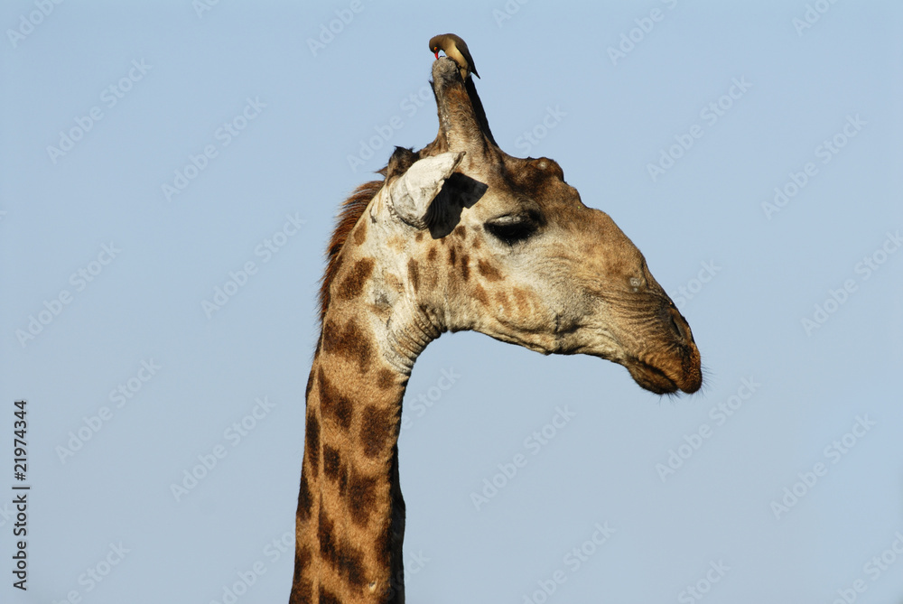 Obraz premium A red-billed oxpecker cleaning the horn of a giraffe