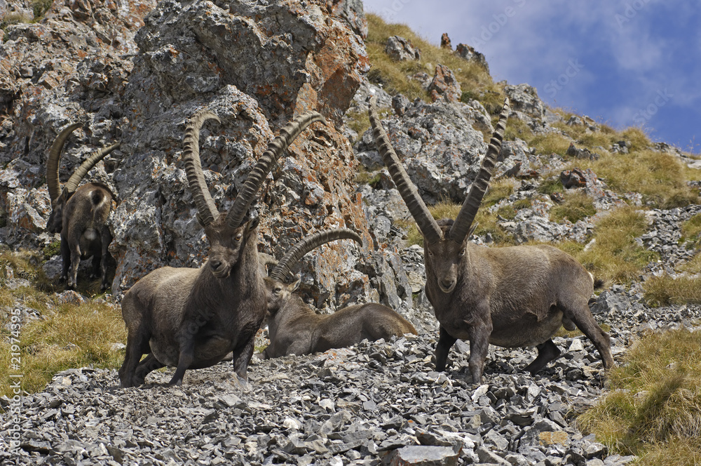Two male Ibexes in the Vanoise National Park Two male Ibexes in the Vanoise National Park