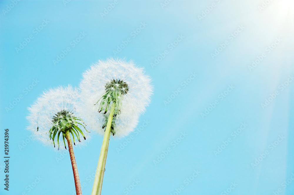 custom made wallpaper toronto digitalsowthistle on the sky background