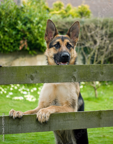 Vászonkép German Shepherd Dog.