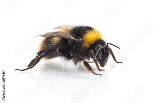 bumblebee (bombus terrestris) close-up