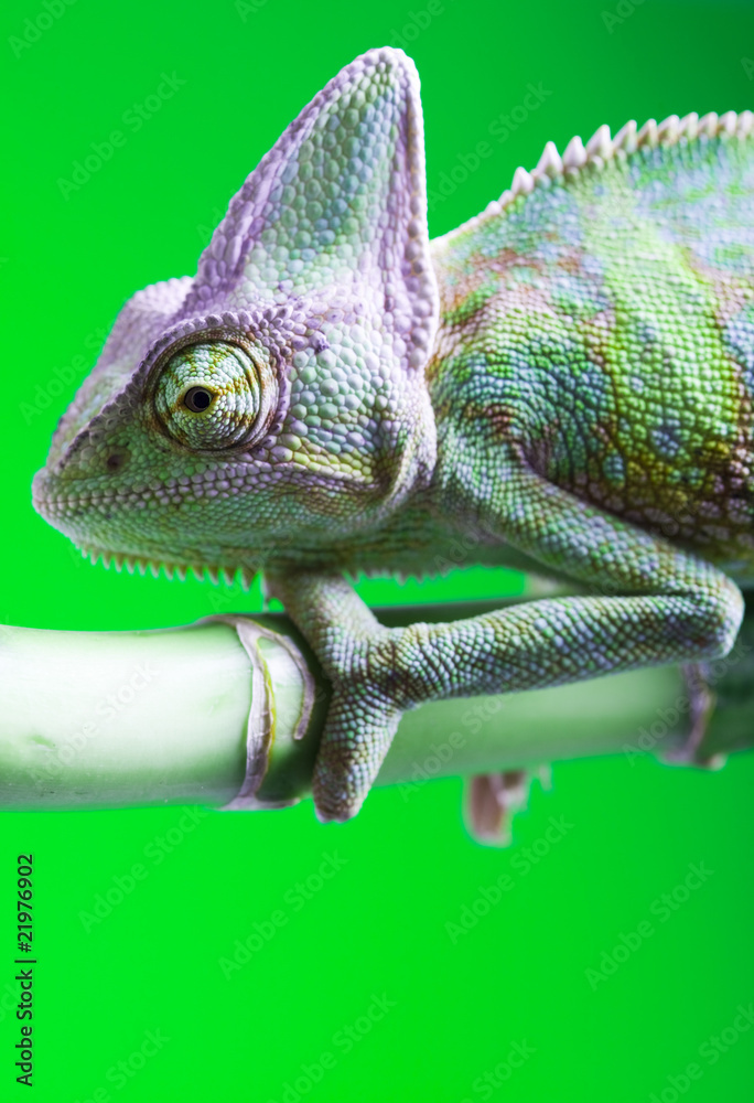 Fototapeta premium Green animal