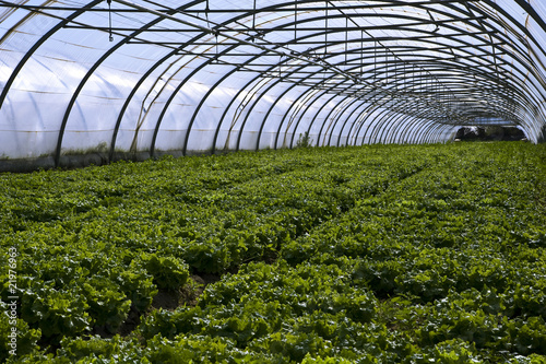 Salades sous serre photo