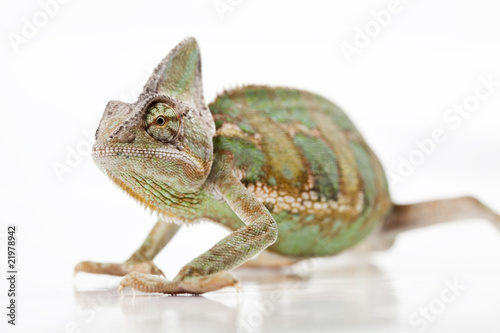 Chameleon isolated over white background