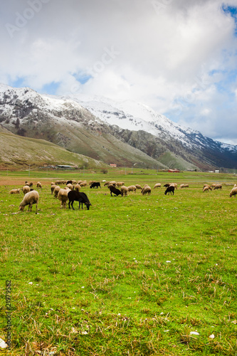 Sheep at Lago del Matese