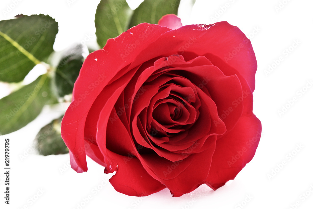 Fototapeta premium Red rose closeup isolated on white.