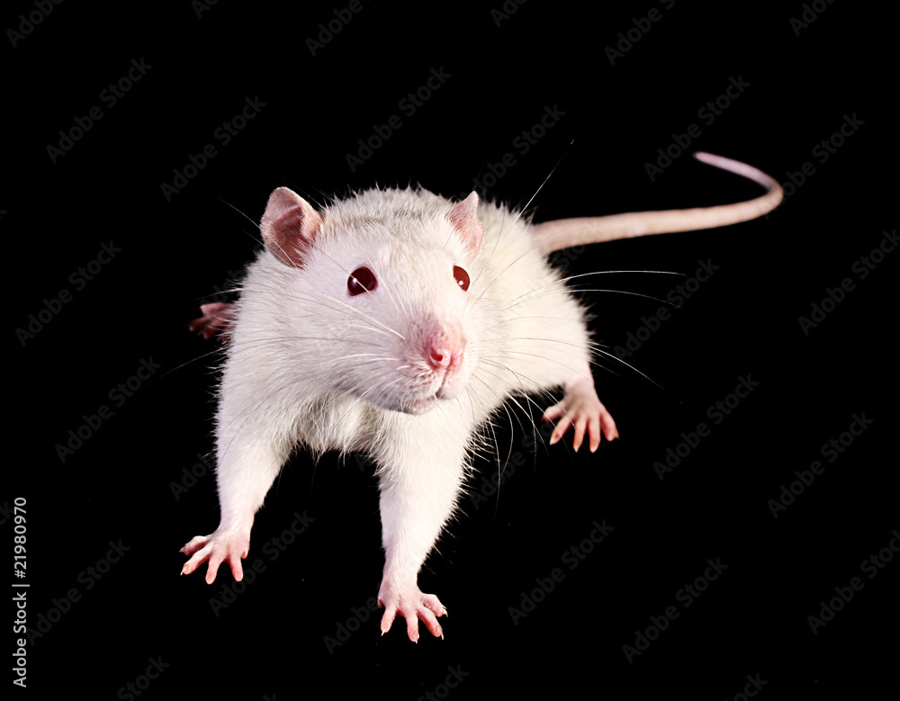 Young white rat looking up on black background