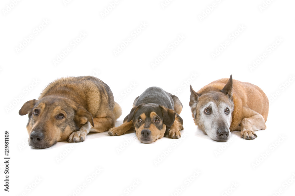 group of three mixed breed dogs isolated on white