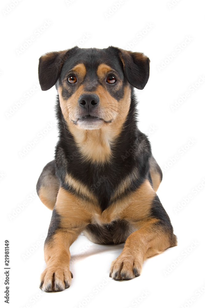 cute mixed breed dog lisolated on a white backgroun