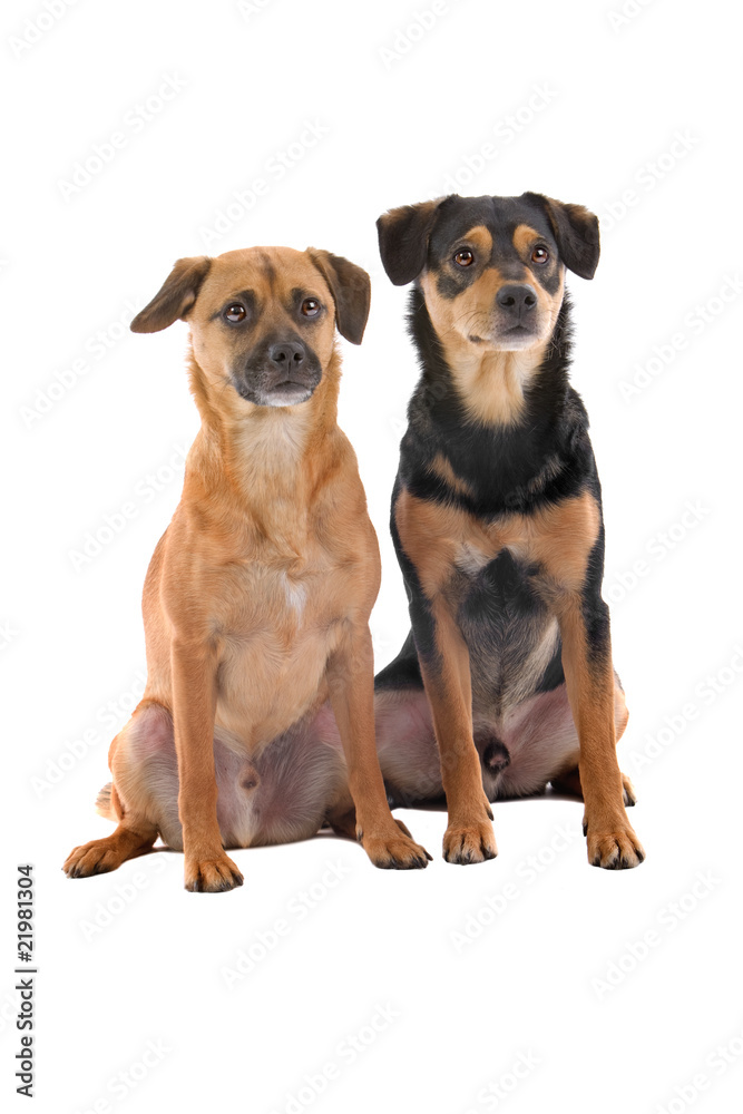 two cute mixed breed dog sitting in line