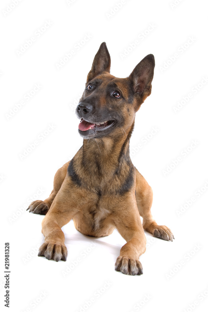 mixed breed (half shepherd)