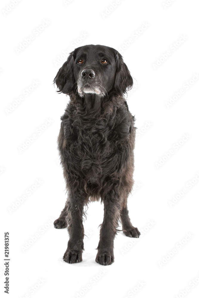mixed breed dog (half setter) looking up