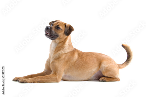 profile of a lying mixed breed dog © Erik Lam