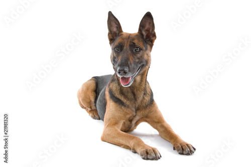 mixed breed dog (half shepherd)