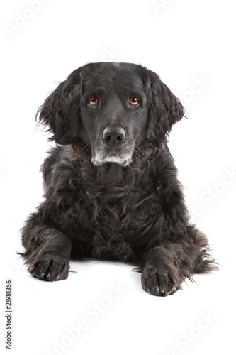 Fototapeta Naklejka Na Ścianę i Meble -  front view of a mixed breed dog (half setter)