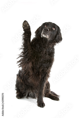 Fototapeta Naklejka Na Ścianę i Meble -  mixed breed dog (half setter) looking up
