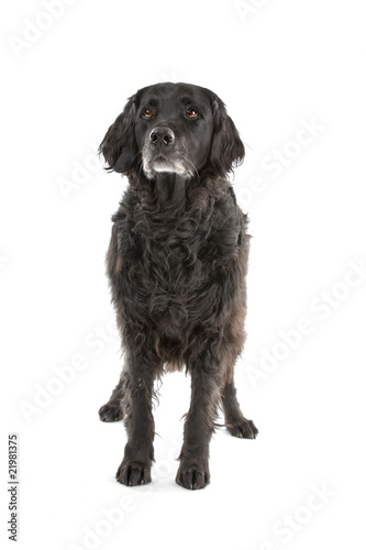 Fototapeta Naklejka Na Ścianę i Meble -  mixed breed dog (half setter) looking up