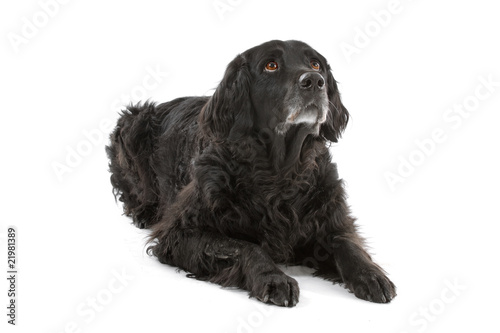 Canvastavla mixed breed dog (half setter) looking up