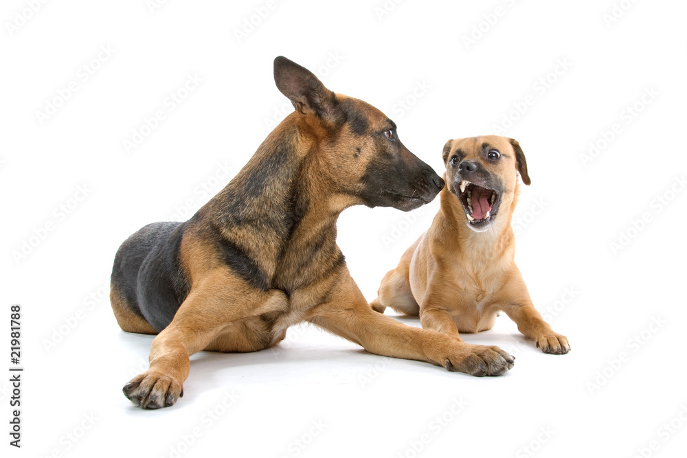 two mixed breed dogs isolated on a white background