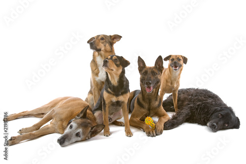 group af mixed breed dogs isolated on white © Erik Lam