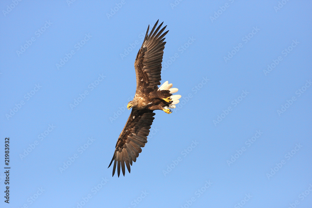 Obraz premium Flugbild Seeadler