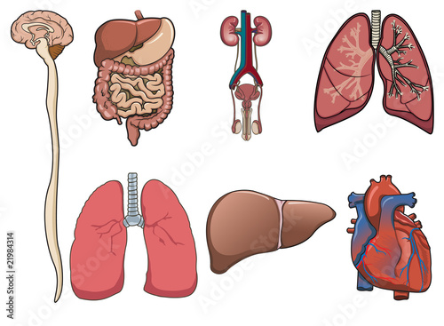 Human organ in vector