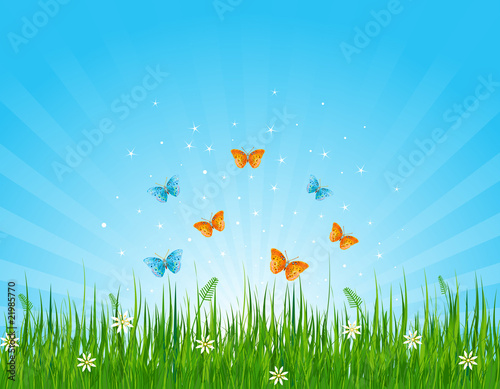 Grassy field and butterflies