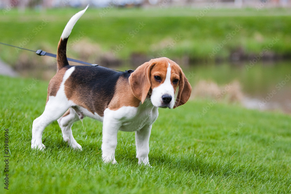 Beagle on green grass